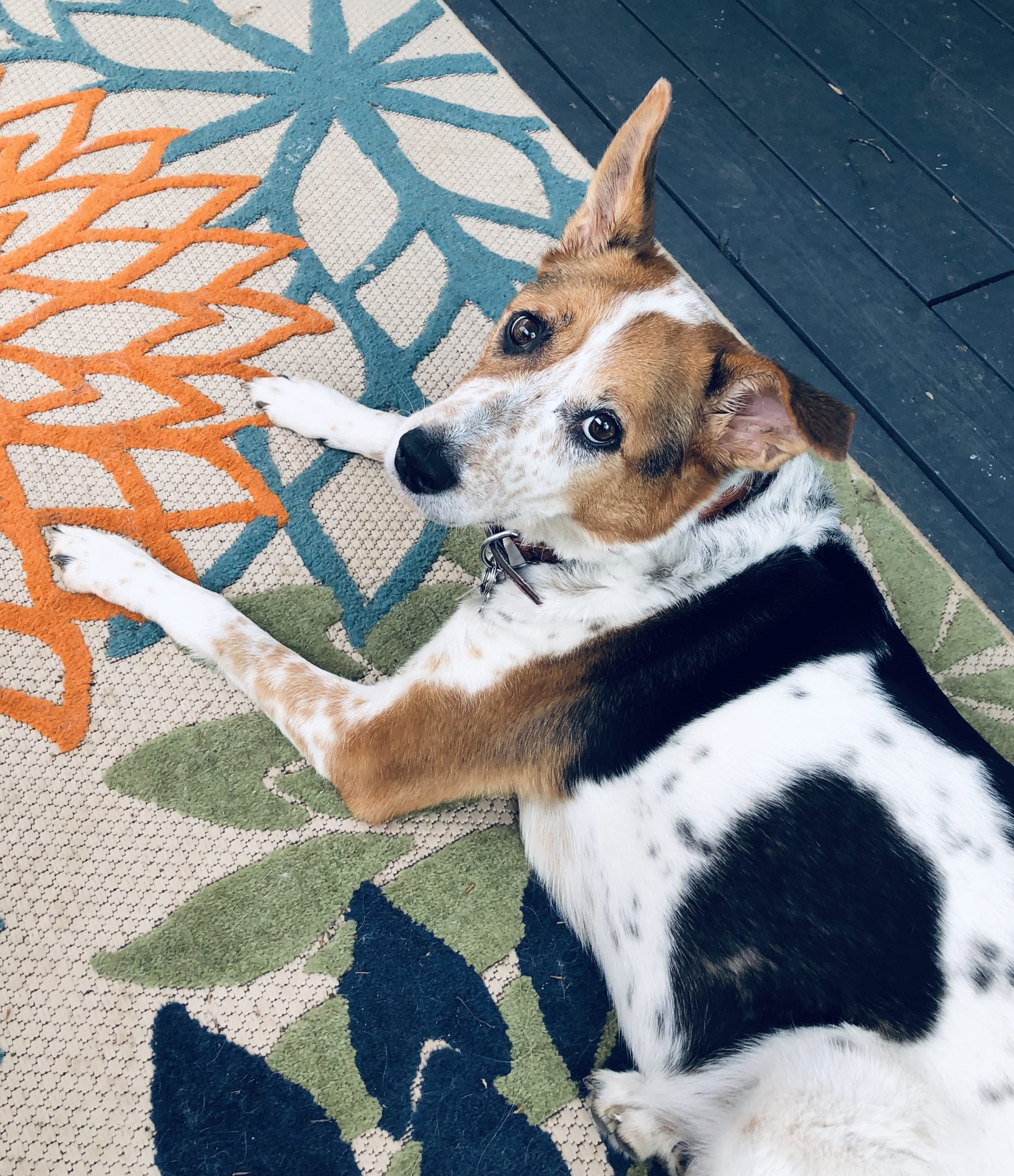 Suki: Our Beloved Protector